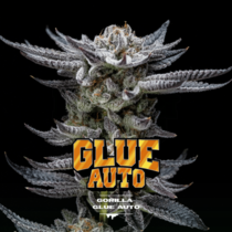 Gorilla Glue Auto (BSF Seeds) Cannabis Seeds