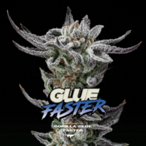 Gorilla Glue Faster (BSF Seeds) Cannabis Seeds
