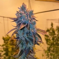 Poundz Regular (Dank Genetics Seeds) Cannabis Seeds