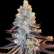 Out SiderZ Regular (Dank Genetics Seeds) Cannabis Seeds