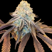 Bad Girlz Regular (Dank Genetics Seeds) Cannabis Seeds