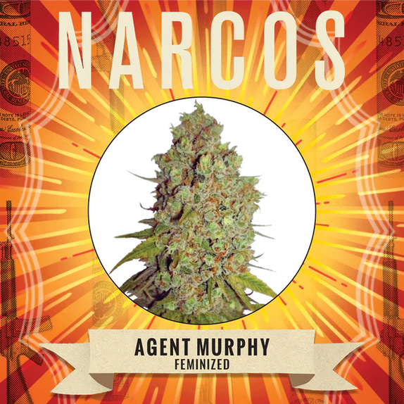 Agent Murphy (Narcos Seeds) Cannabis Seeds