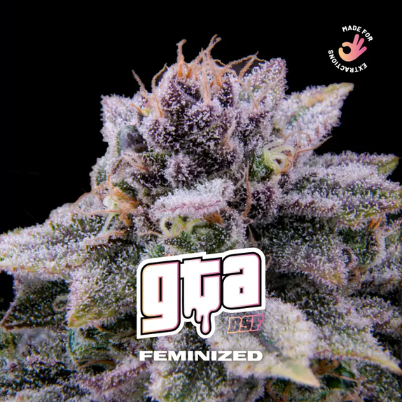 GTA Feminised (BSF Seeds) Cannabis Seeds