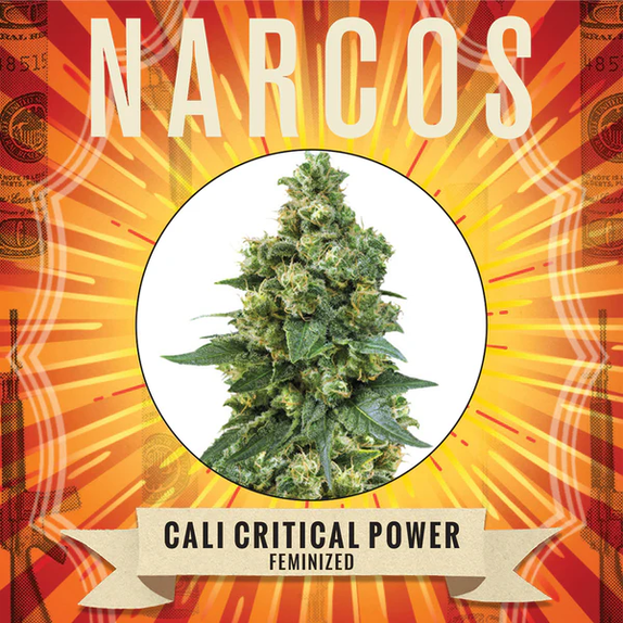 Cali Critical Power (Narcos Seeds) Cannabis Seeds