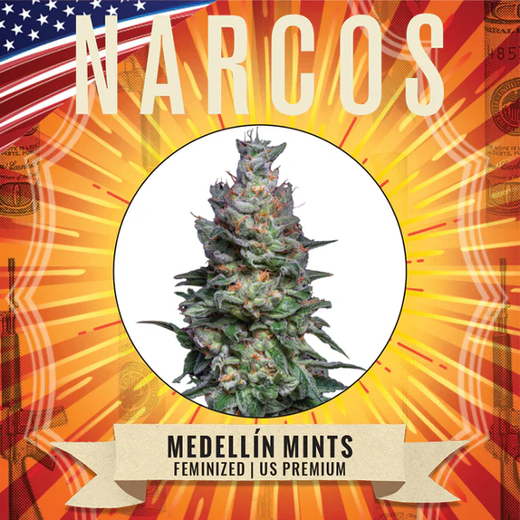 Medellin Mints (Narcos Seeds) Cannabis Seeds