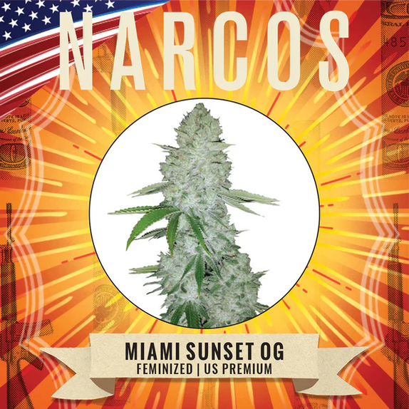 Miami Sunset OG (Narcos Seeds) Cannabis Seeds