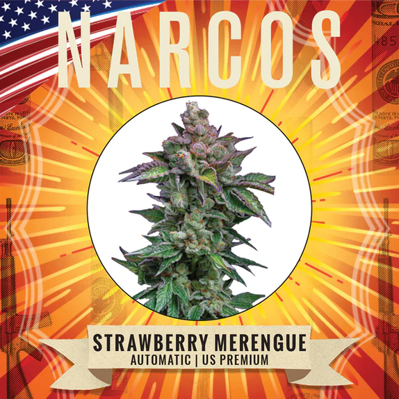 Strawberry Merengue Auto (Narcos Seeds) Cannabis Seeds