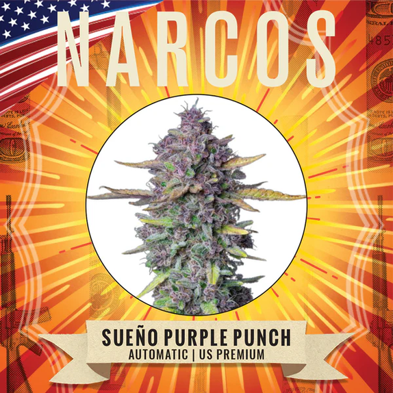 Sueno Purple Punch Auto (Narcos Seeds) Cannabis Seeds