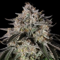 Cherry Essence (Silent Seeds) Cannabis Seeds