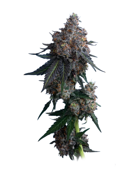Apples n Bananas (Mavericks Seeds) Cannabis Seeds