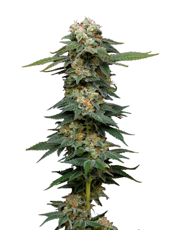 Black Magic Auto (Mavericks Seeds) Cannabis Seeds