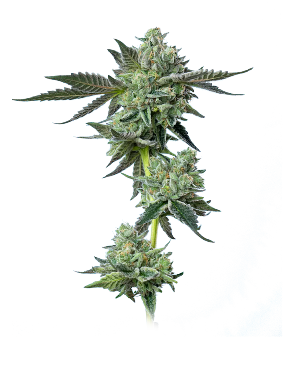Blue Zushi (Mavericks Seeds) Cannabis Seeds