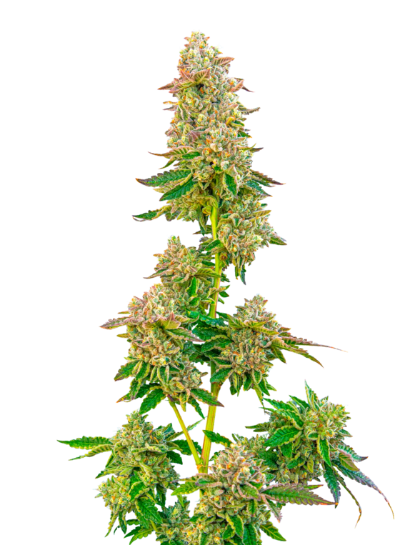 Boston Cream Pie (Mavericks Seeds) Cannabis Seeds