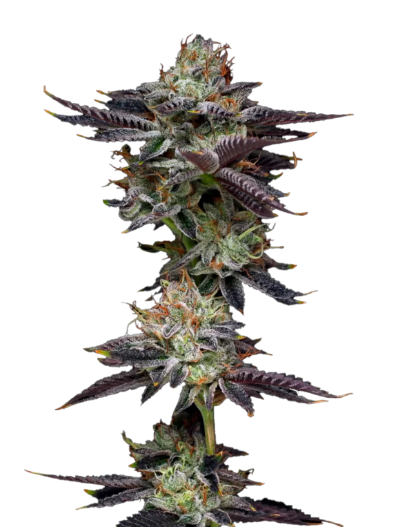 Candy Fumez (Mavericks Seeds) Cannabis Seeds