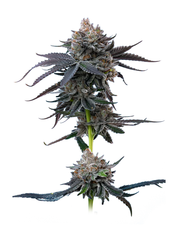 Cherry Runtz (Mavericks Seeds) Cannabis Seeds