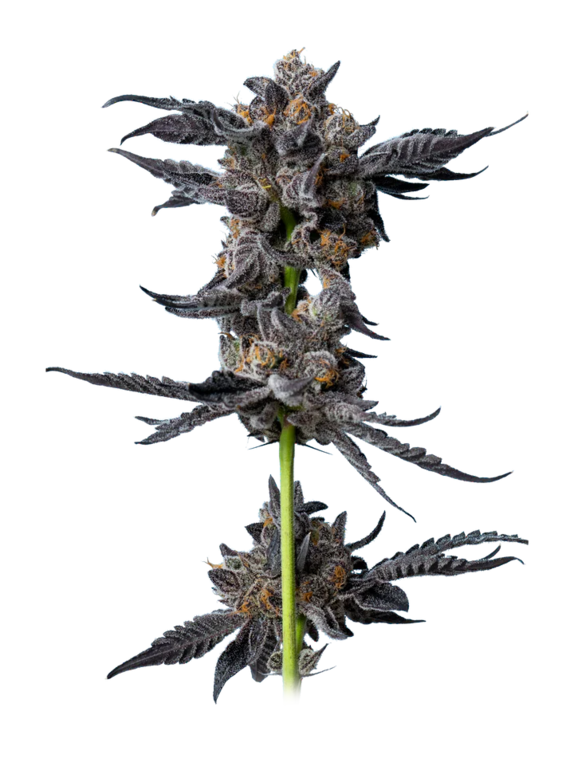Cookies Gelato Auto (Mavericks Seeds) Cannabis Seeds