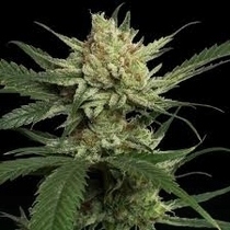 Strawberry Banana Feminised (Professor Trichome Seeds) Cannabis Seeds