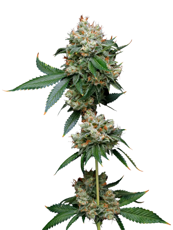 Donny Burger (Mavericks Seeds) Cannabis Seeds