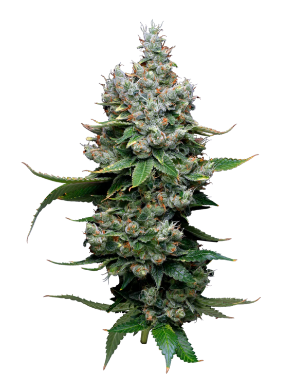 Funfetti Poundcake (Mavericks Seeds) Cannabis Seeds
