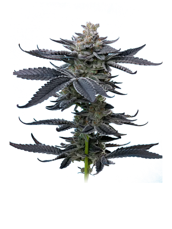 Gary Payton (Mavericks Seeds) Cannabis Seeds