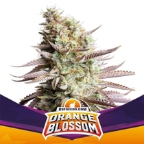 Orange Blossom (BSF Seeds) Cannabis Seeds