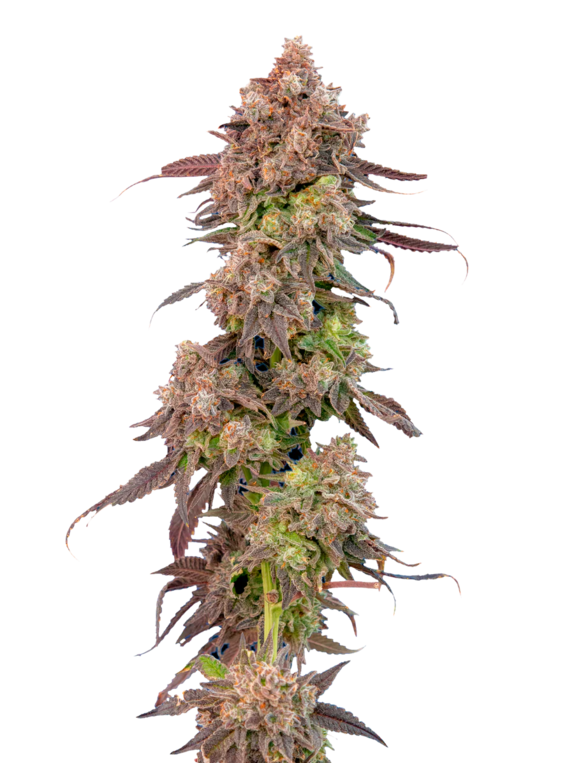 Gas Face Auto (Mavericks Seeds) Cannabis Seeds