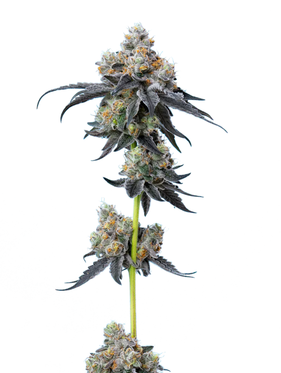 Gelato 33 (Mavericks Seeds) Cannabis Seeds