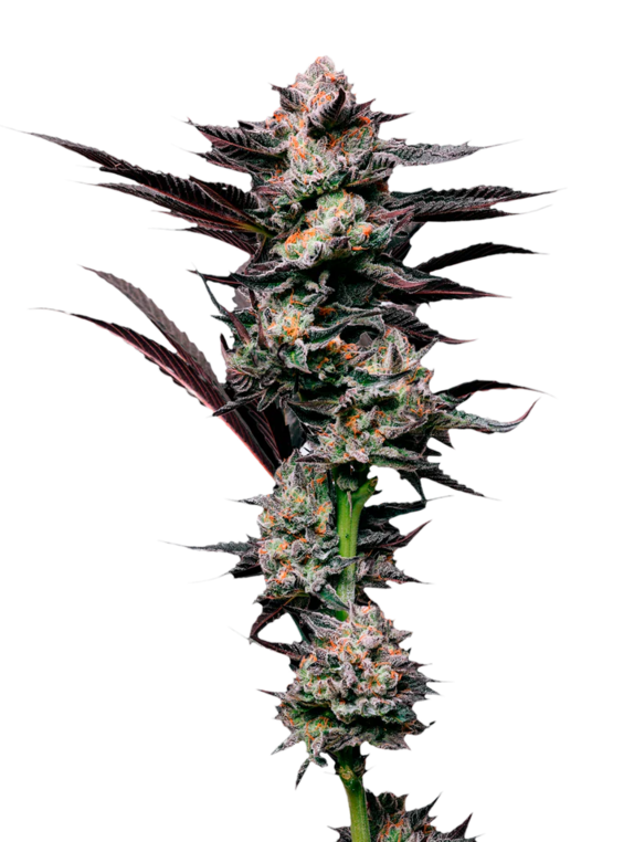Girl Scout Cookies (Mavericks Seeds) Cannabis Seeds