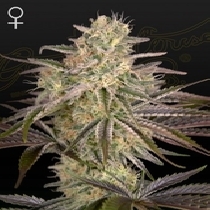 Cloudwalker (Greenhouse Seeds) Cannabis Seeds