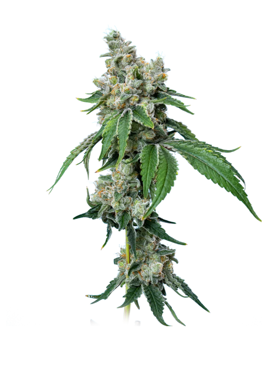 Grandiflora Guava (Mavericks Seeds) Cannabis Seeds
