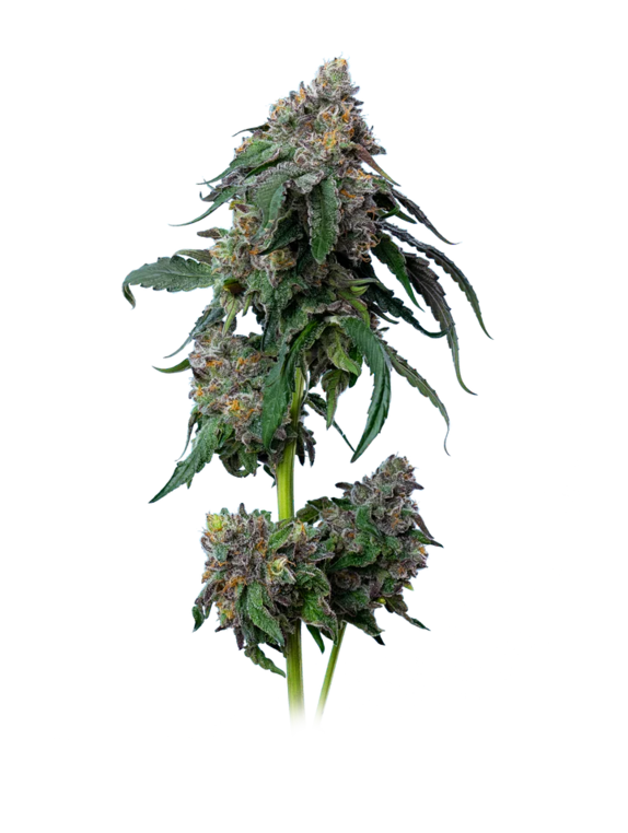 Gush Mints (Mavericks Seeds) Cannabis Seeds