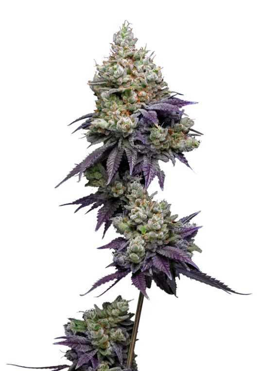 Jasmine Panna Cotta (Mavericks Seeds) Cannabis Seeds