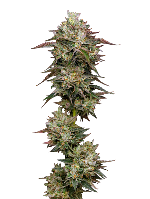 Kiwi x Cookie Dog Auto (Mavericks Seeds) Cannabis Seeds