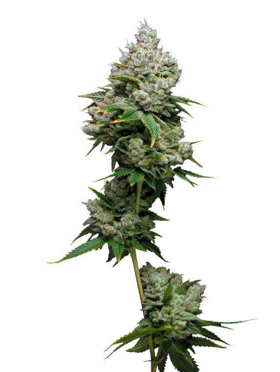 Kiwi x Papaya (Mavericks Seeds) Cannabis Seeds