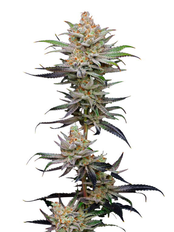 Lime Spritzer Auto (Mavericks Seeds) Cannabis Seeds