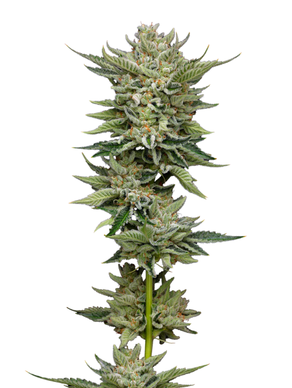 Marathon OG (Mavericks Seeds) Cannabis Seeds