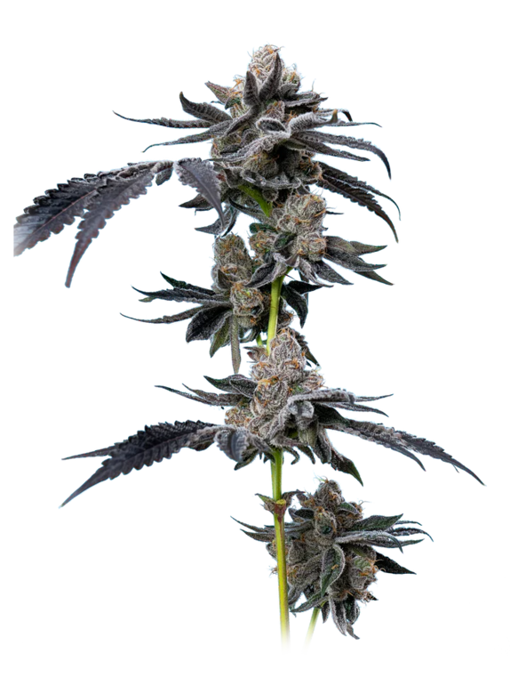 Motor Breath (Mavericks Seeds) Cannabis Seeds