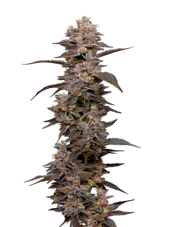 Munyunz (Mavericks Seeds) Cannabis Seeds
