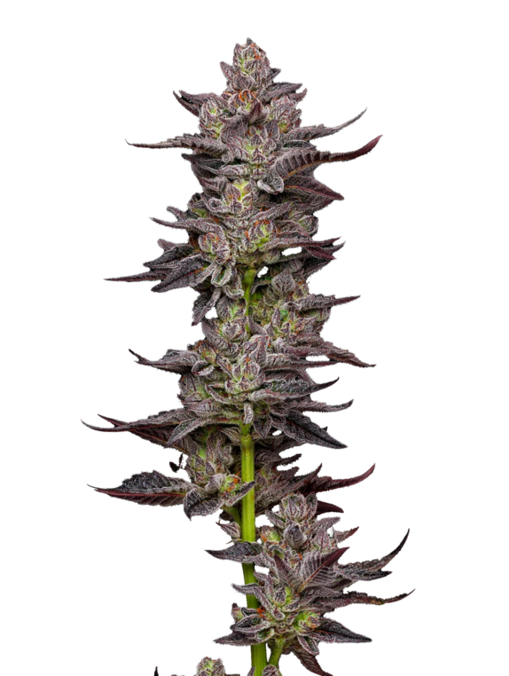 Oreoz (Mavericks Seeds) Cannabis Seeds