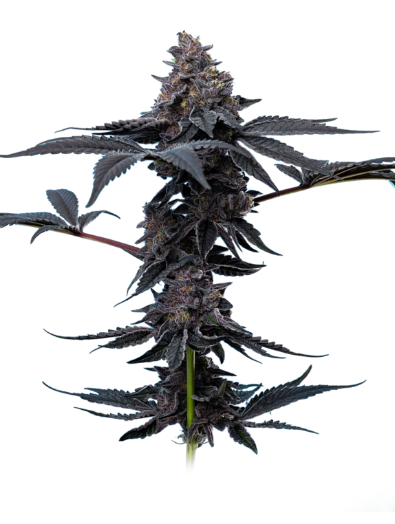 Peanut Butter Breath (Mavericks Seeds) Cannabis Seeds