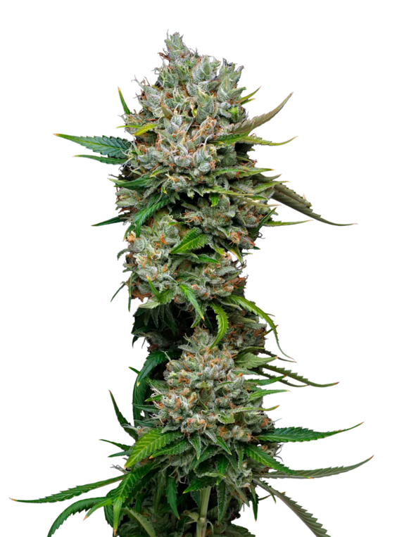 Permanent Marker (Mavericks Seeds) Cannabis Seeds