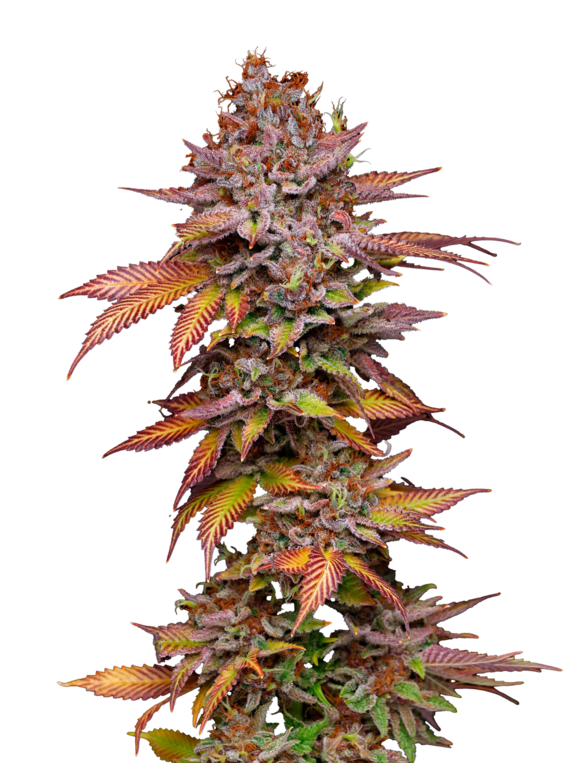 Poison Runtz (Mavericks Seeds) Cannabis Seeds