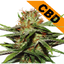 CBD Critical XXL (SeedStockers Seeds) Cannabis Seeds