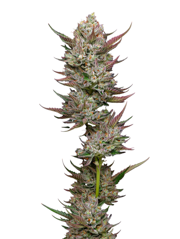 Tropicana Cherry (Mavericks Seeds) Cannabis Seeds