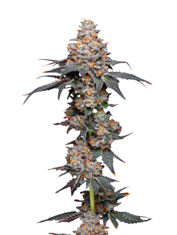 Zerealz (Mavericks Seeds) Cannabis Seeds