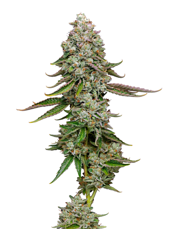 True OG (Mavericks Seeds) Cannabis Seeds