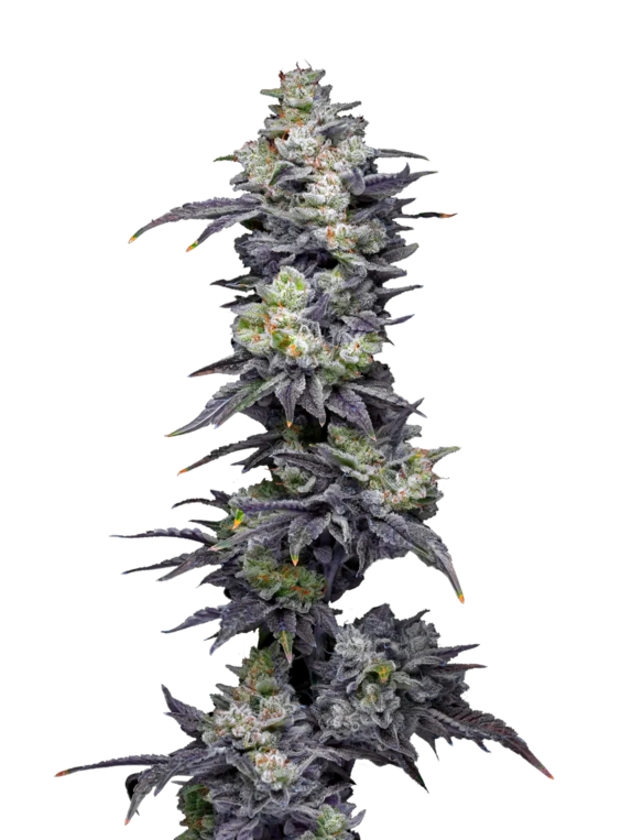 Twix Milkshake (Mavericks Seeds) Cannabis Seeds