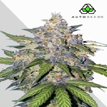 Blueberry Auto (Auto Seeds) Cannabis Seeds