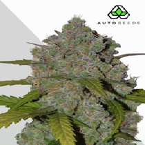 Green Crack Auto (Auto Seeds) Cannabis Seeds
