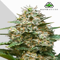 Maui Wowie Auto (Auto Seeds) Cannabis Seeds